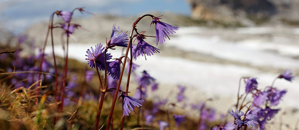 Fiori viola spuntano da una distesa innevata delle Dolomiti
